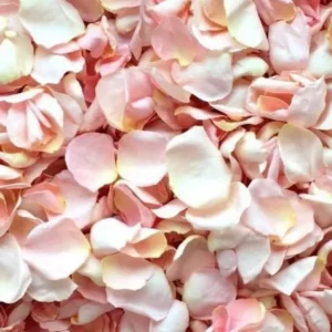 Pétales de roses pour cérémonie